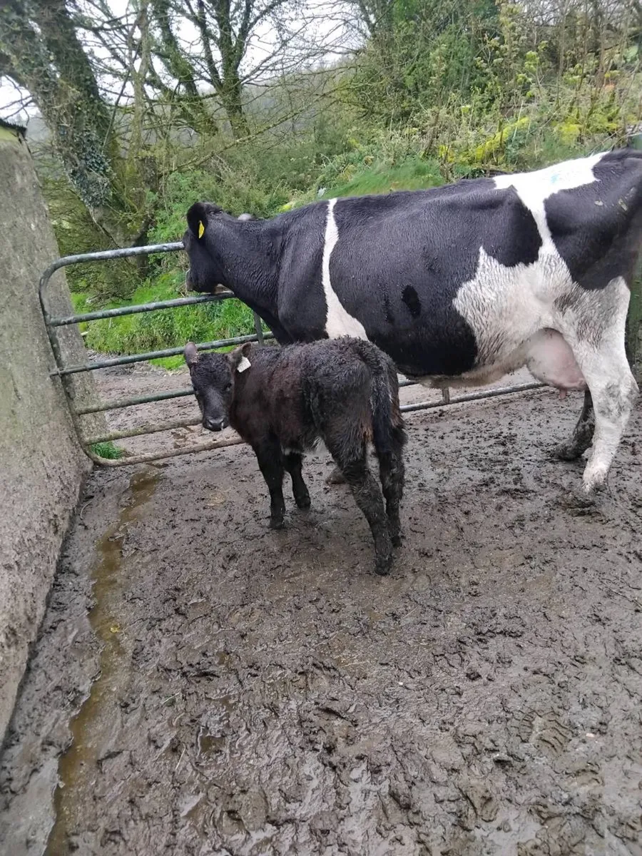 Suckler cows and calves - Image 3
