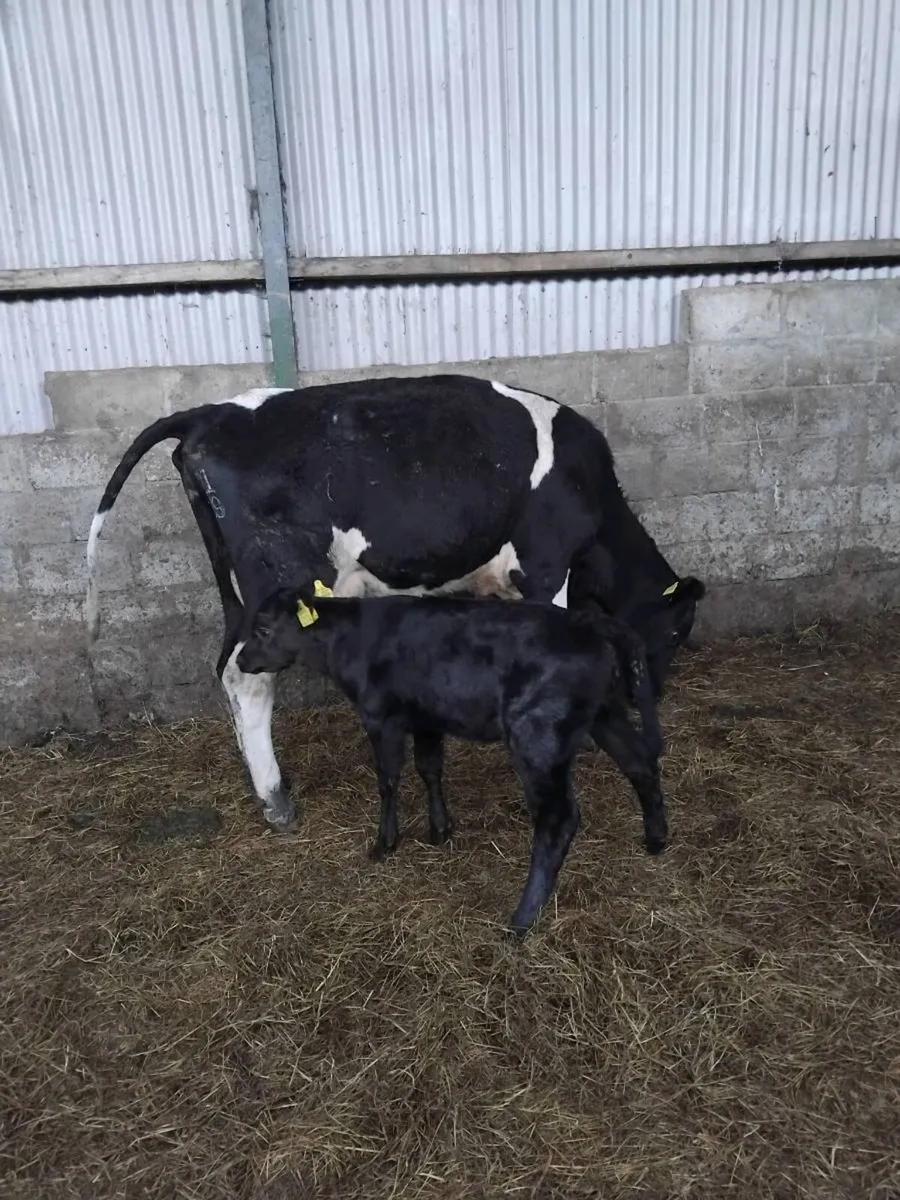 Suckler cows and calves - Image 4