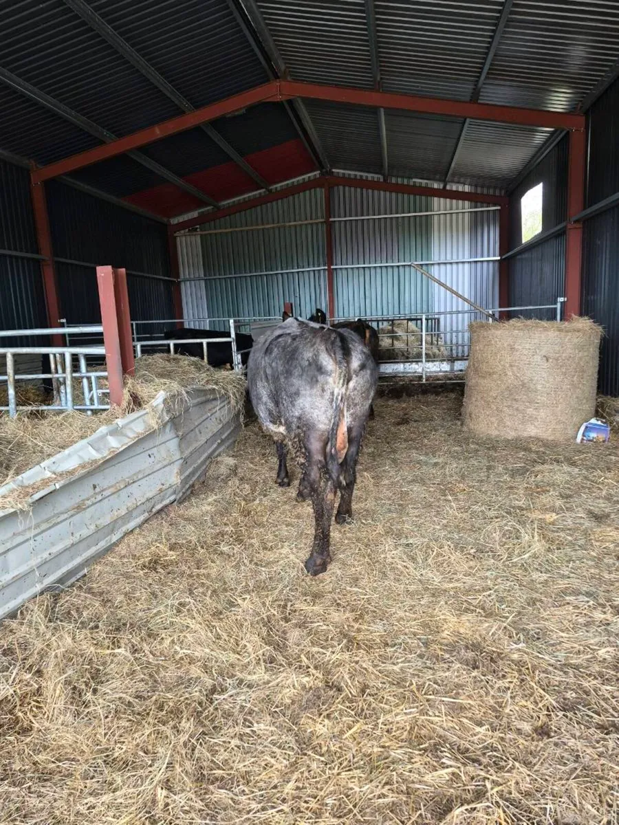 Incalf Sucklers - Image 3