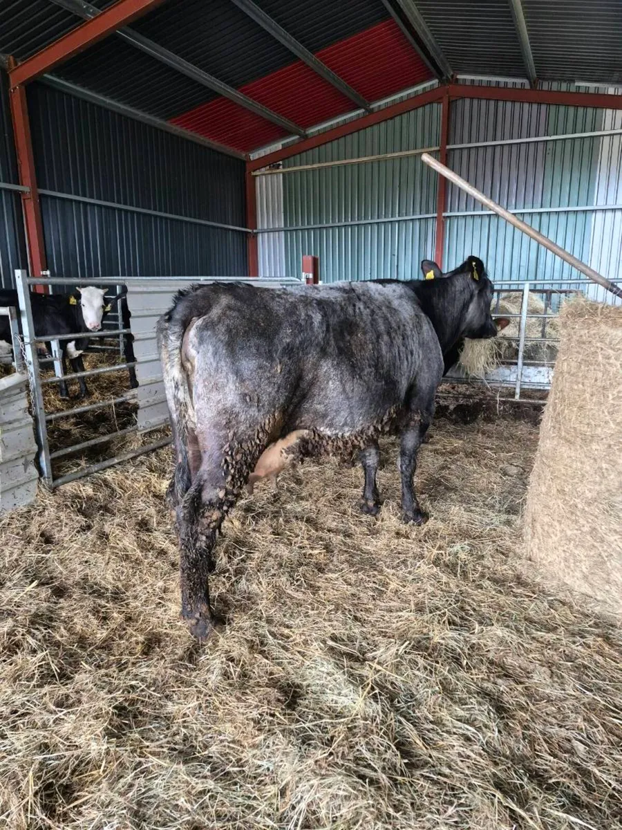 Incalf Sucklers - Image 2