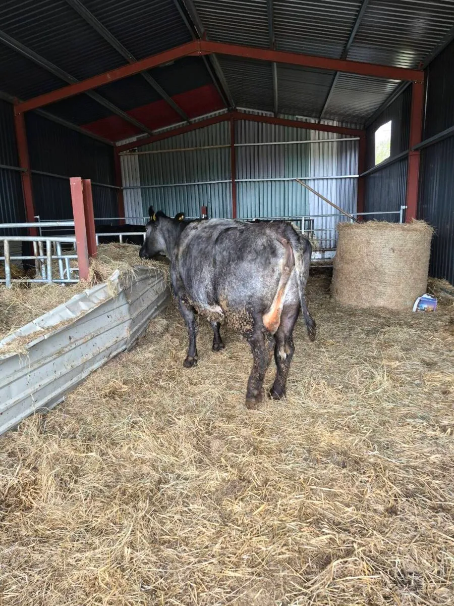 Incalf Sucklers - Image 1