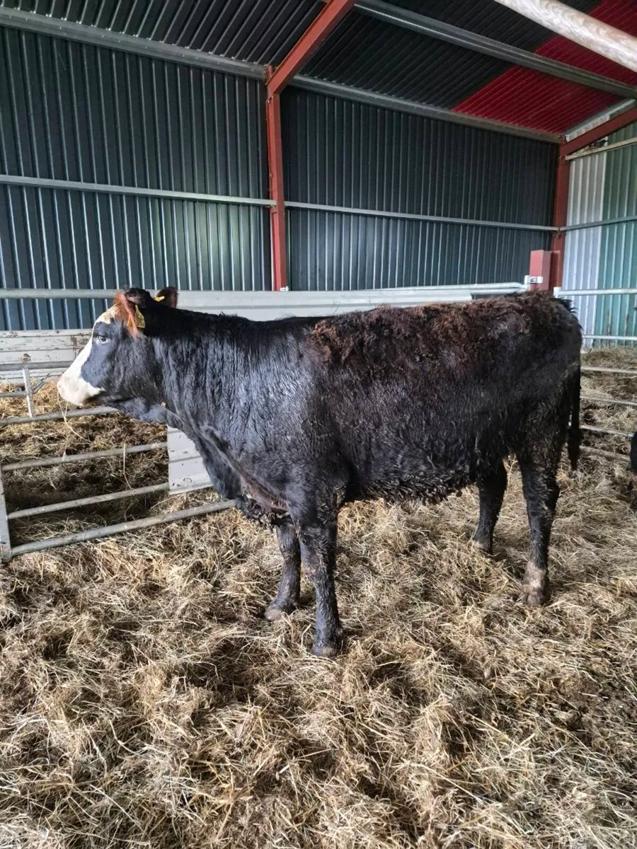 Incalf Sucklers - Image 4