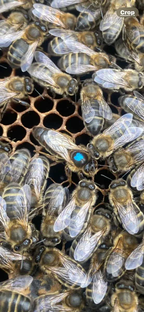 Bees for Sale - Image 1