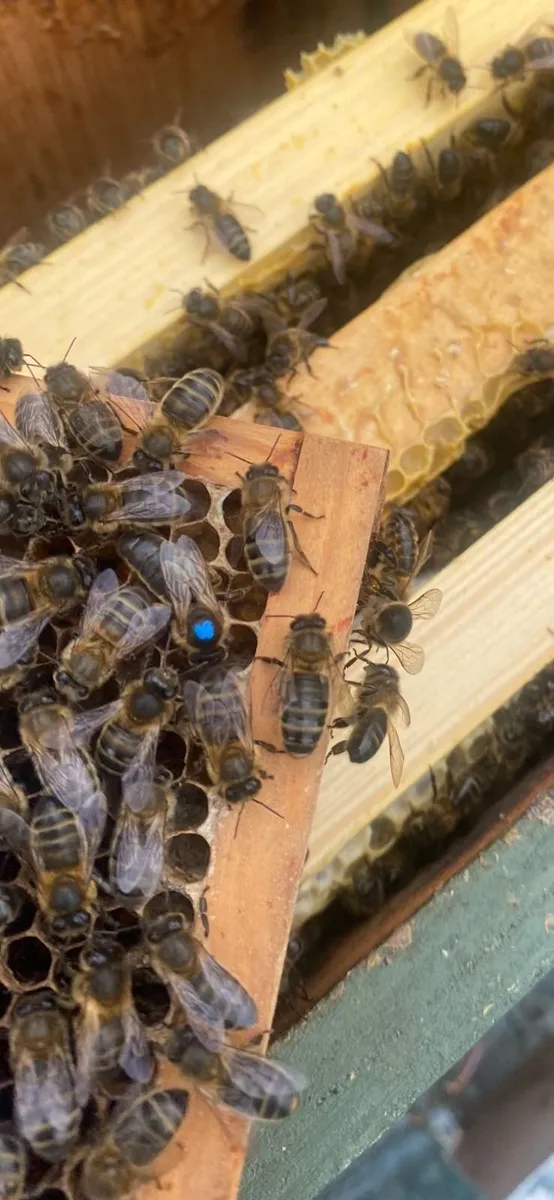 Bees for Sale - Image 2