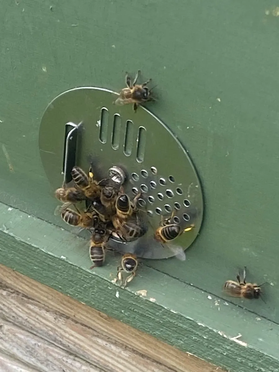 Bees for Sale - Image 3