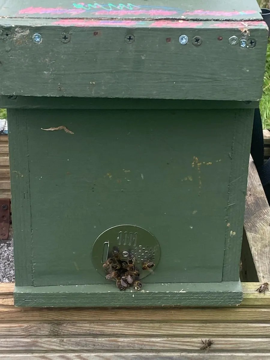 Bees for Sale - Image 4