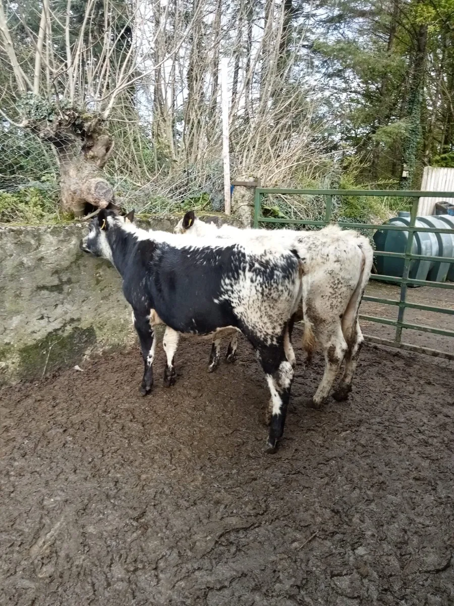 Speckle park - Image 1