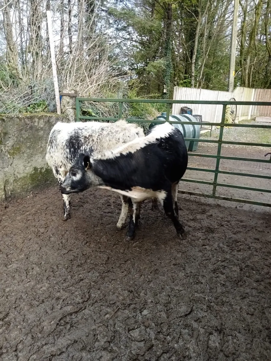 Speckle park - Image 2