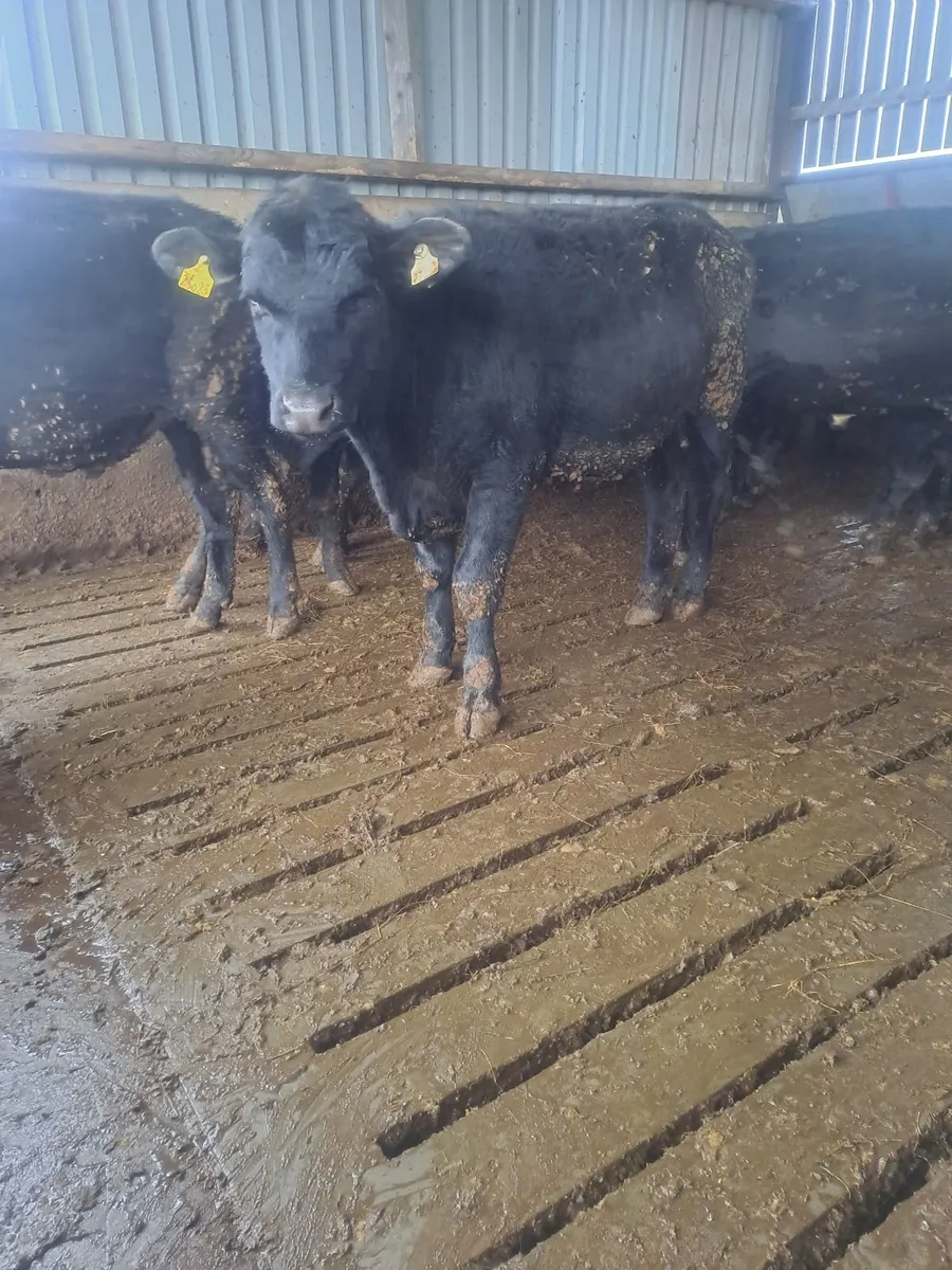 Aberdeen angus bullocks - Image 2