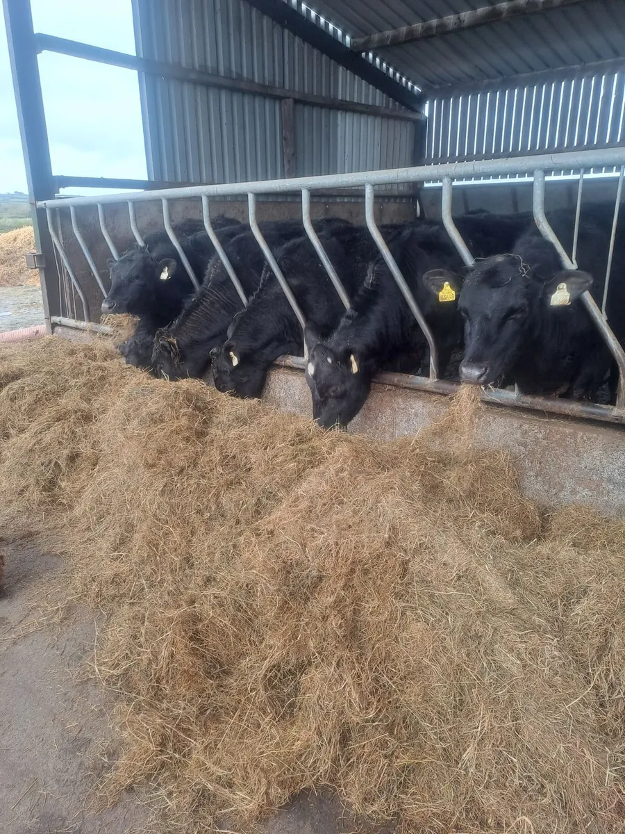 Aberdeen angus bullocks - Image 3