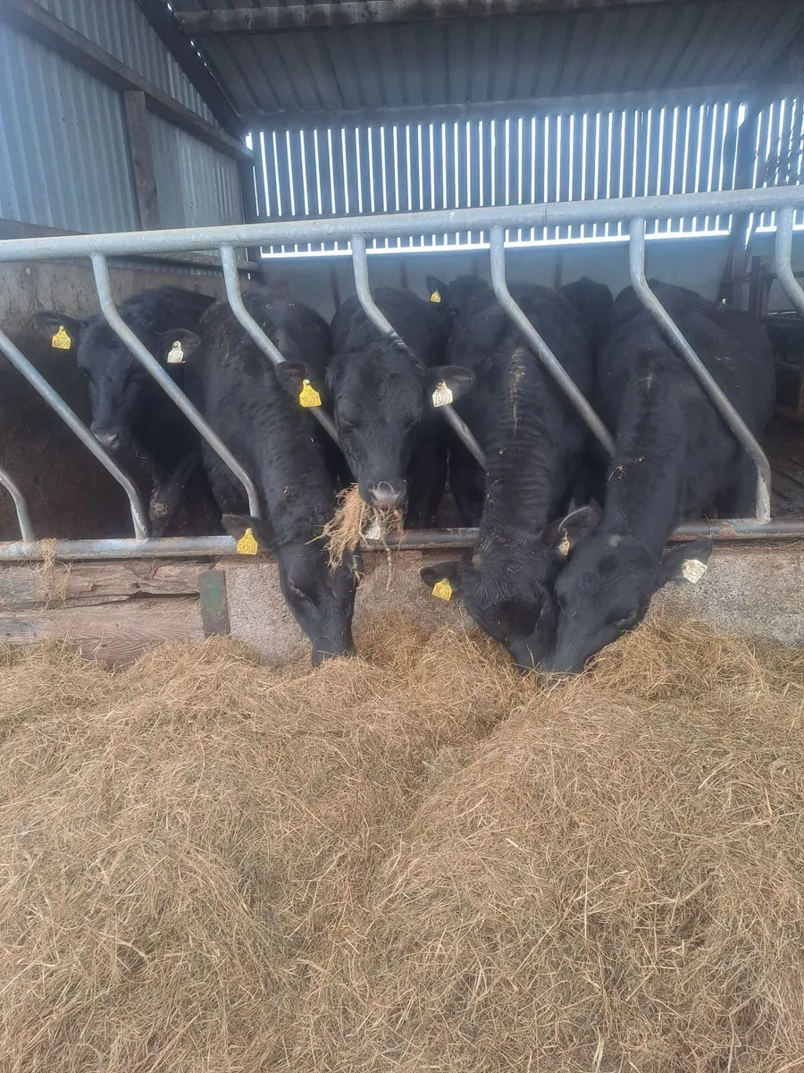 Aberdeen angus bullocks - Image 4