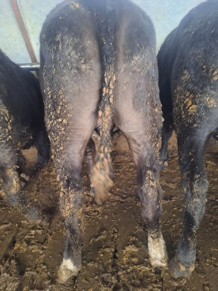 Aberdeen angus bullocks - Image 1