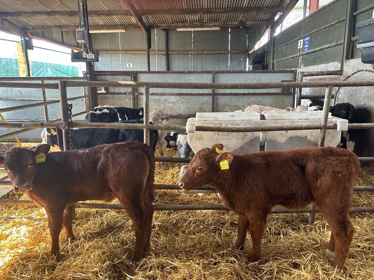 2 super strong red Angus heifer calf’s - Image 1
