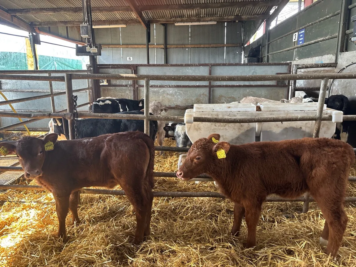 2 super strong red Angus heifer calf’s - Image 2