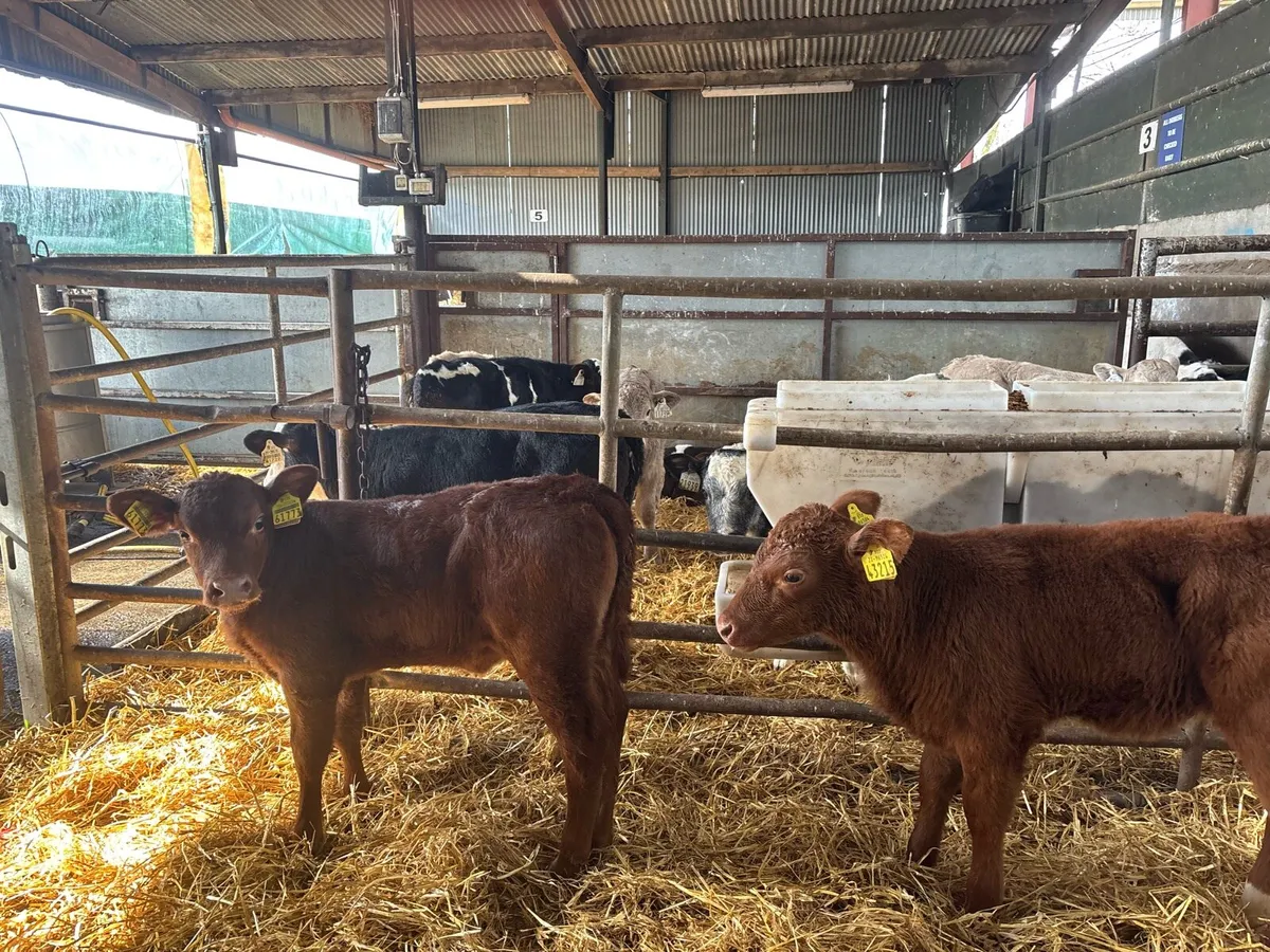 2 super strong red Angus heifer calf’s - Image 3