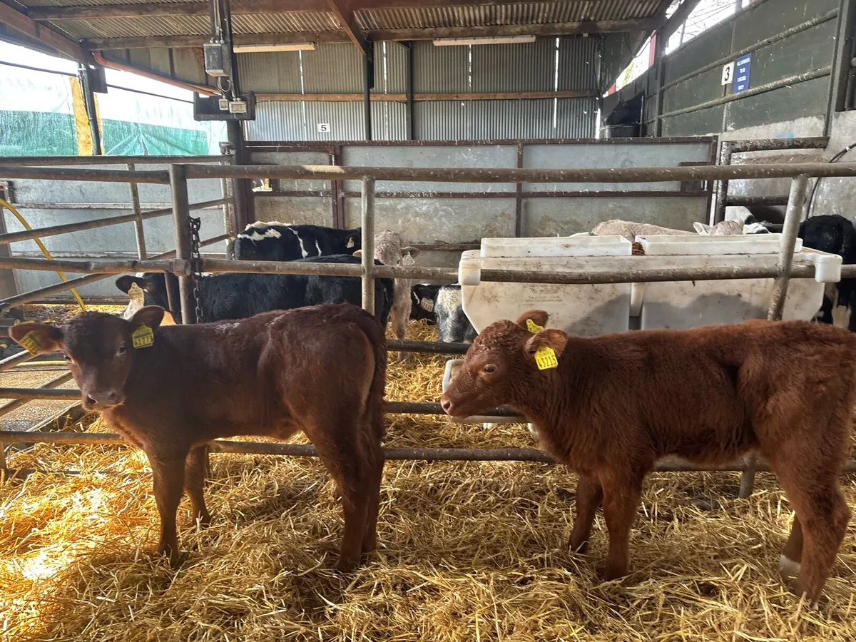 2 super strong red Angus heifer calf’s - Image 4