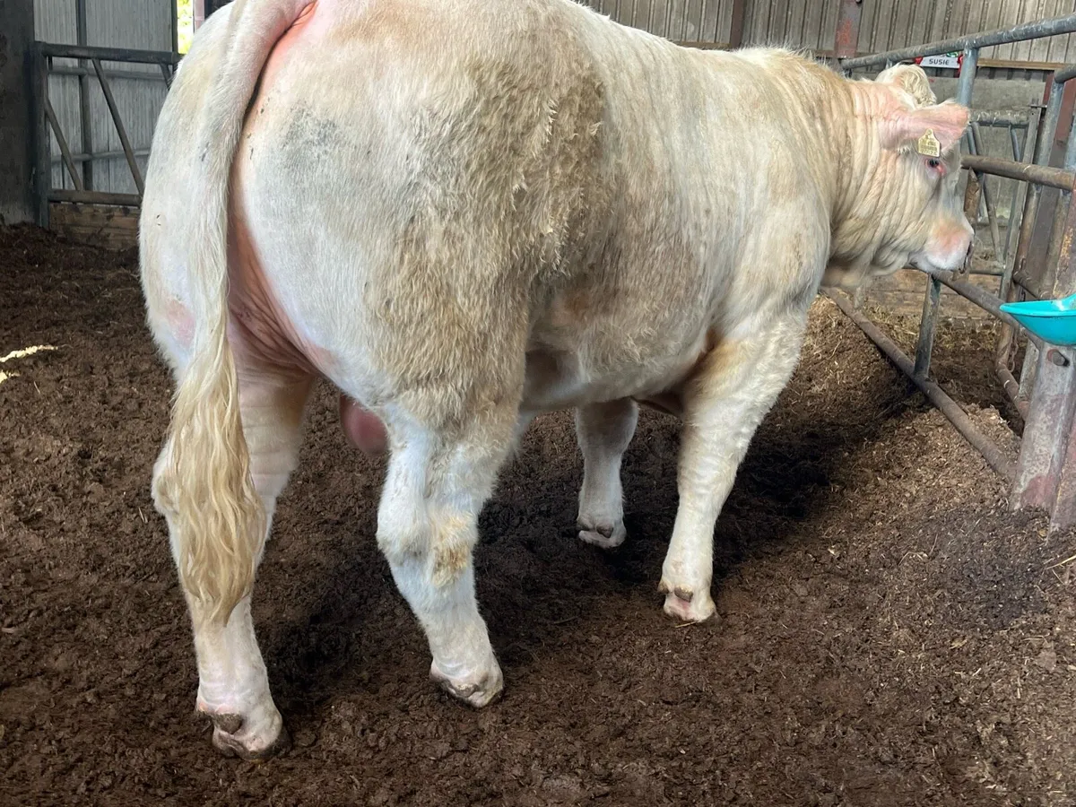 Pbr Charolais - Image 1