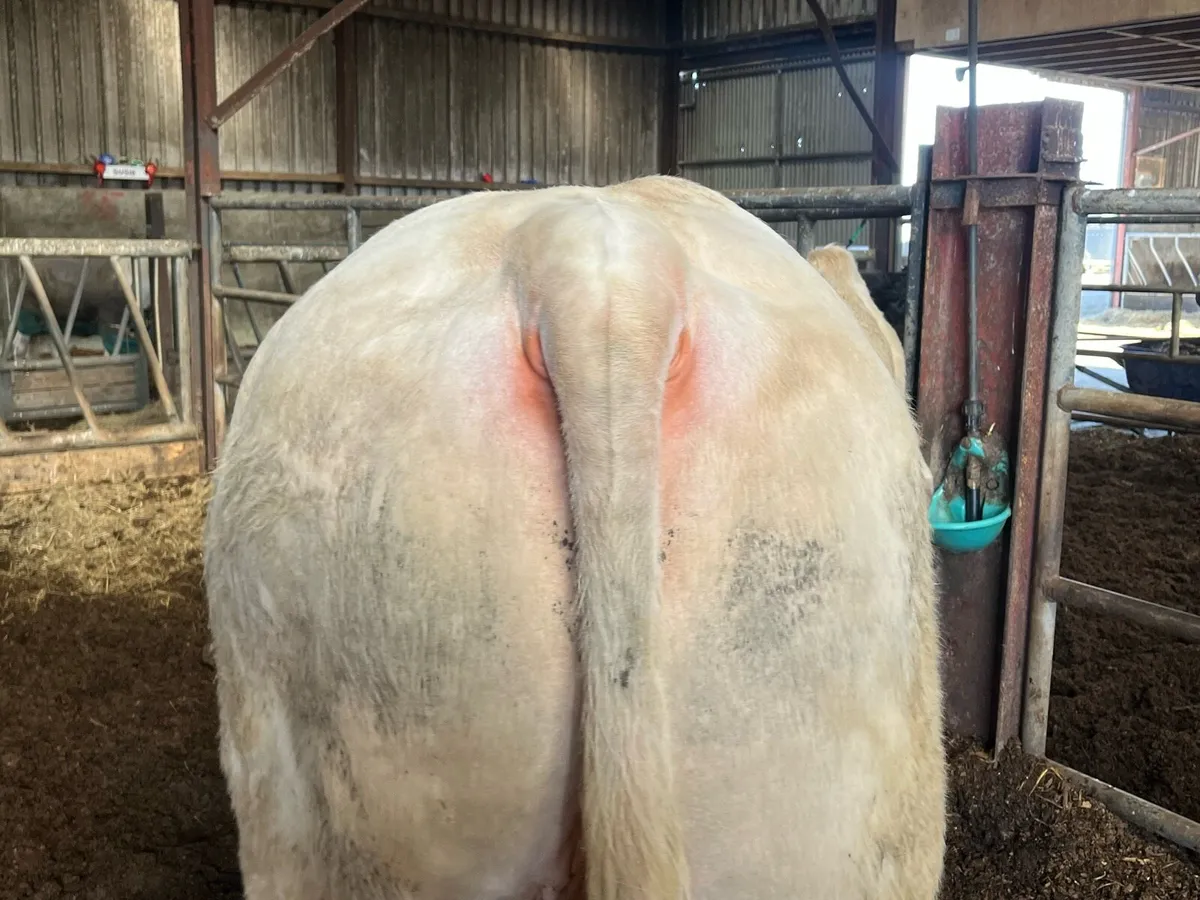 Pbr Charolais - Image 3