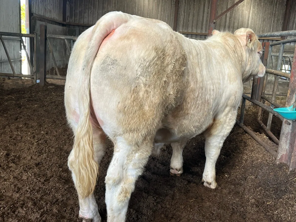 Pbr Charolais - Image 4