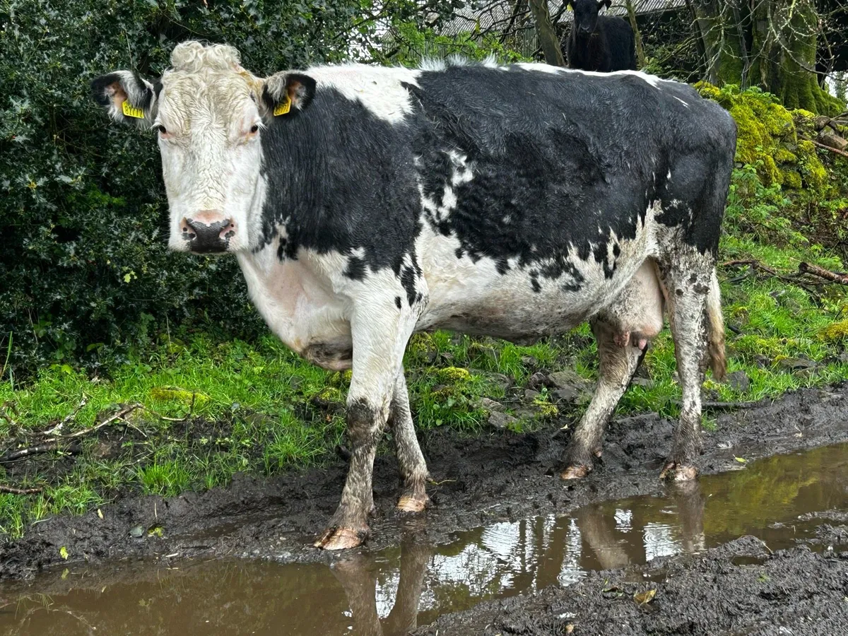 Blue whithead 8 months incalf suckler clearance - Image 1