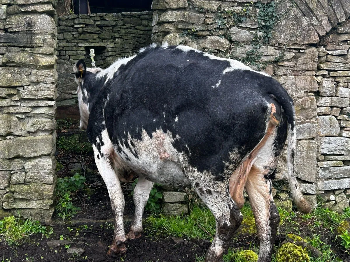 Blue whithead 8 months incalf suckler clearance - Image 2