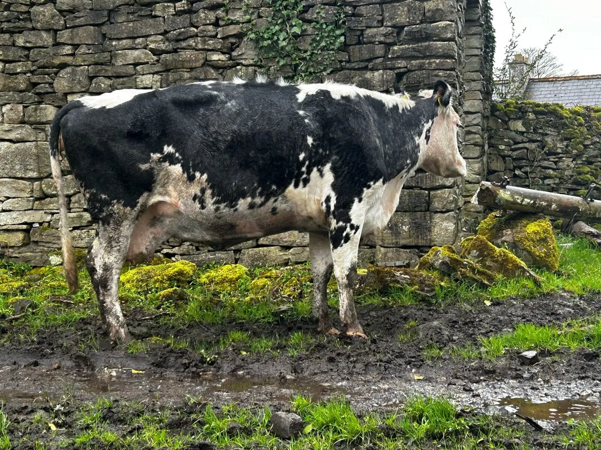 Blue whithead 8 months incalf suckler clearance - Image 3