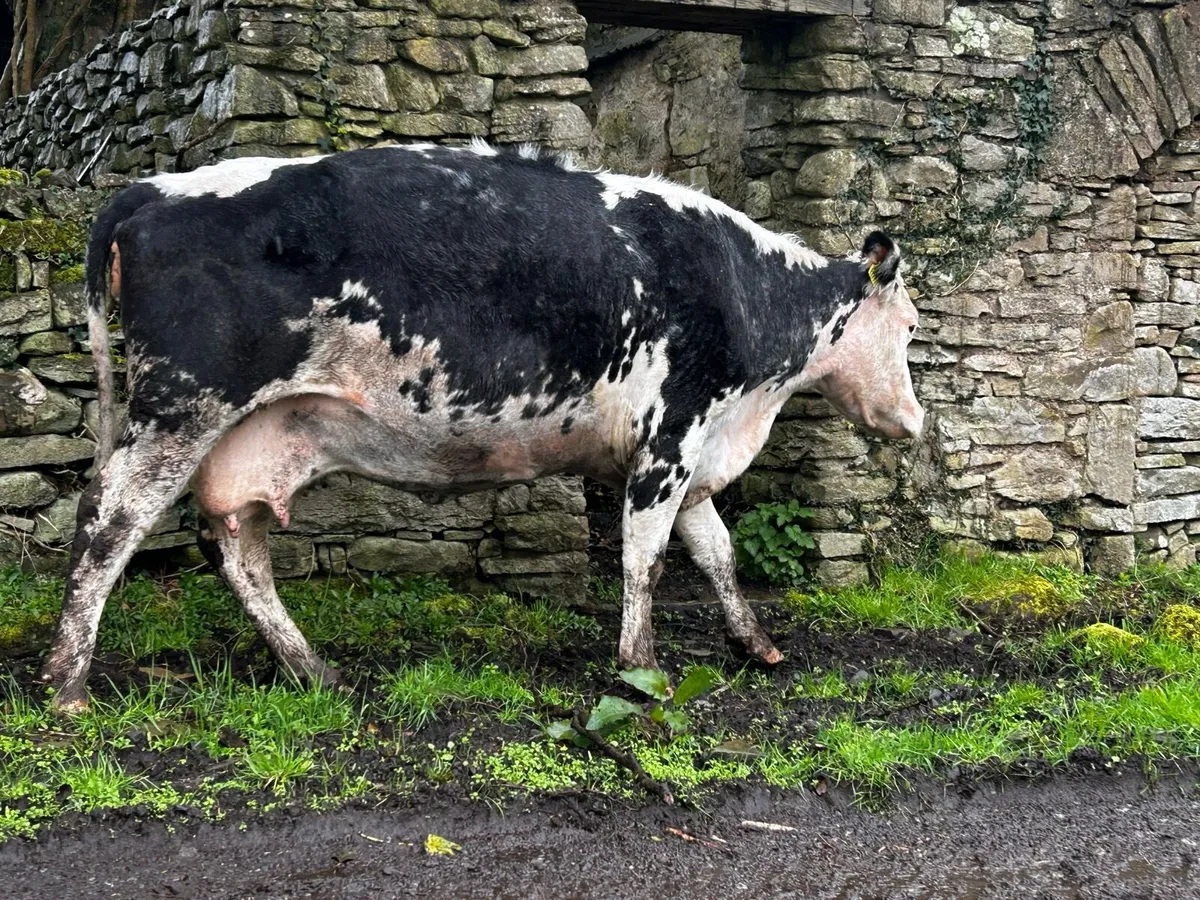 Blue whithead 8 months incalf suckler clearance - Image 4