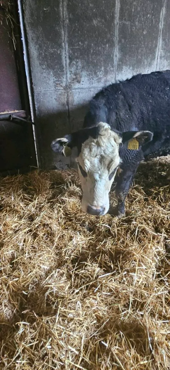 Cow ( first calver) - Image 2