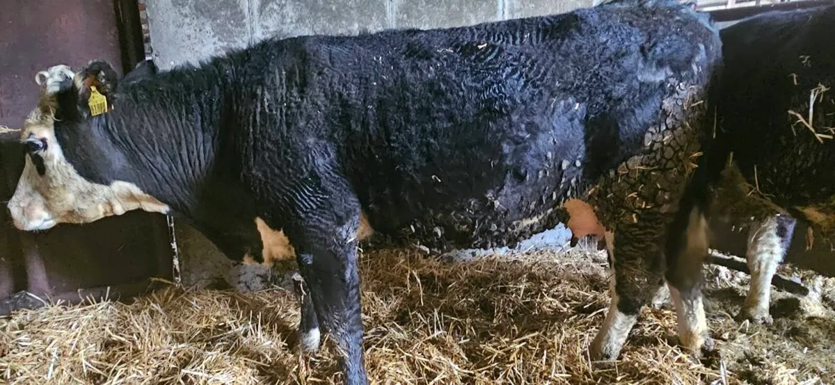 Cow ( first calver) - Image 3