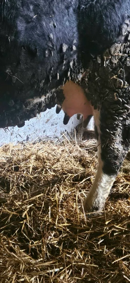 Cow ( first calver) - Image 1