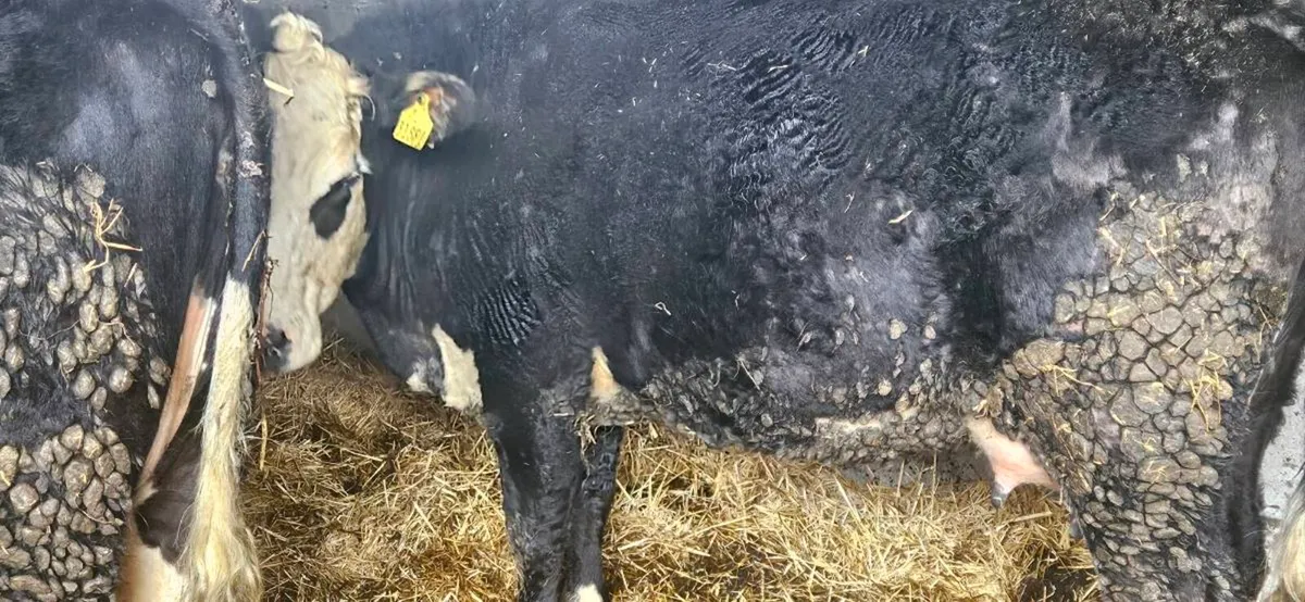 Cow ( first calver) - Image 4