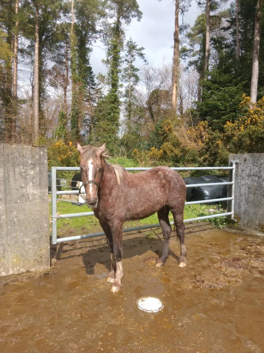 Equine **2 Year Old 3/4 Draught Filly ** - Image 1