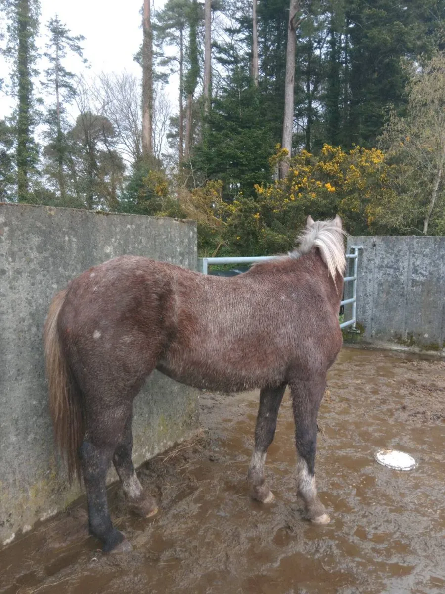 Equine **2 Year Old 3/4 Draught Filly ** - Image 2