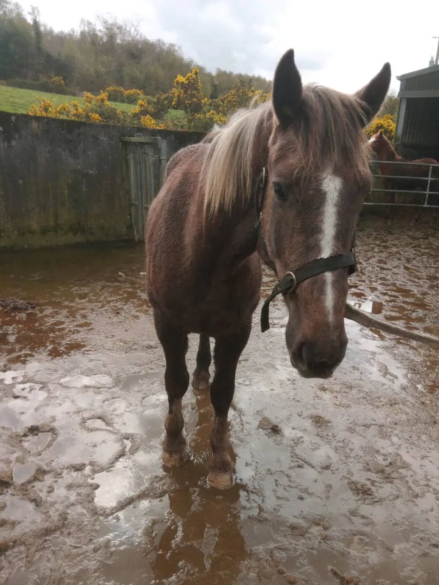 Equine **2 Year Old 3/4 Draught Filly ** - Image 3