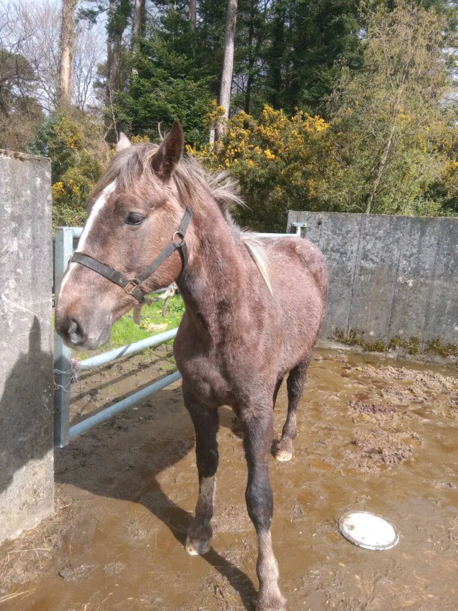 Equine **2 Year Old 3/4 Draught Filly ** - Image 4