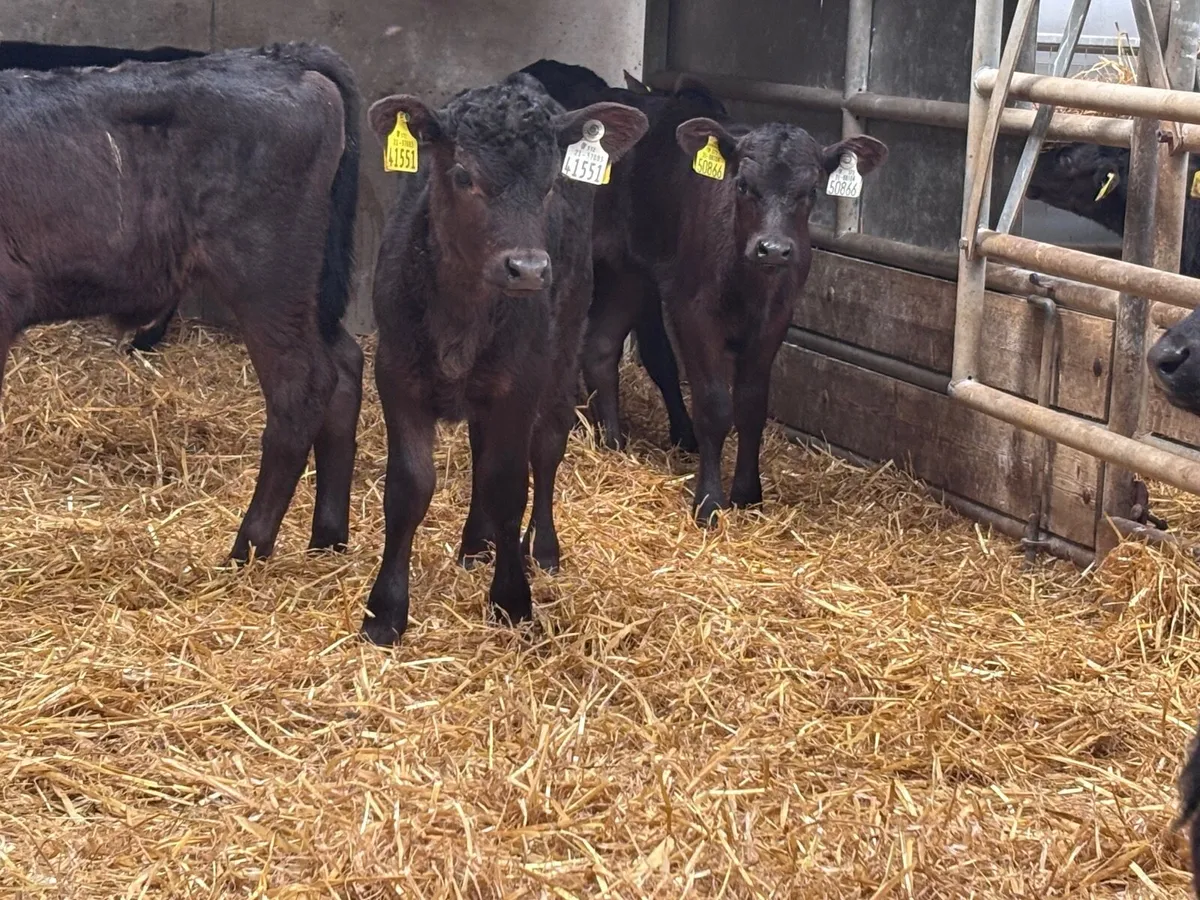 10 Angus calves for sale @€255 - Image 1