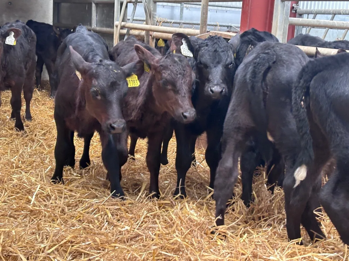 10 Angus calves for sale @€255 - Image 3