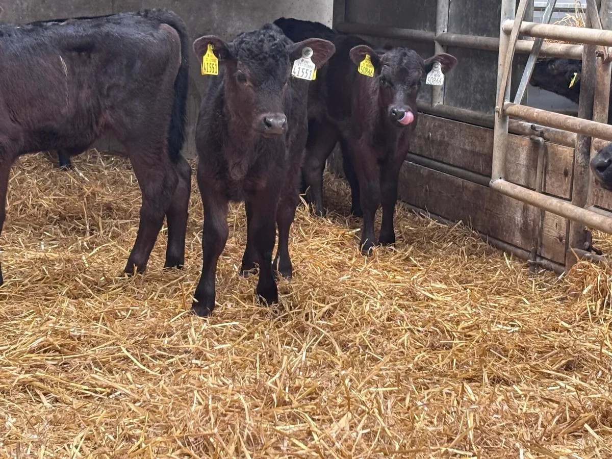 10 Angus calves for sale @€255 - Image 4