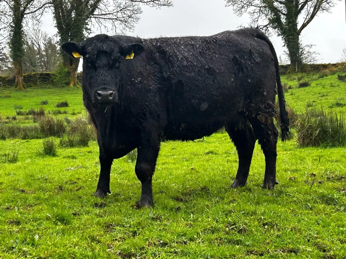 4 Star Pedigree Angus In-Calf Heifer - Image 3