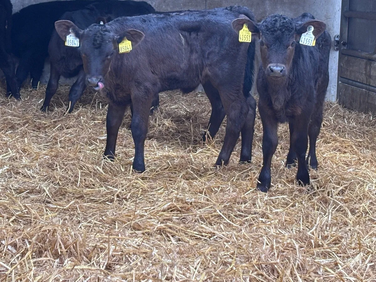 10 Angus calves for sale @€255 - Image 2