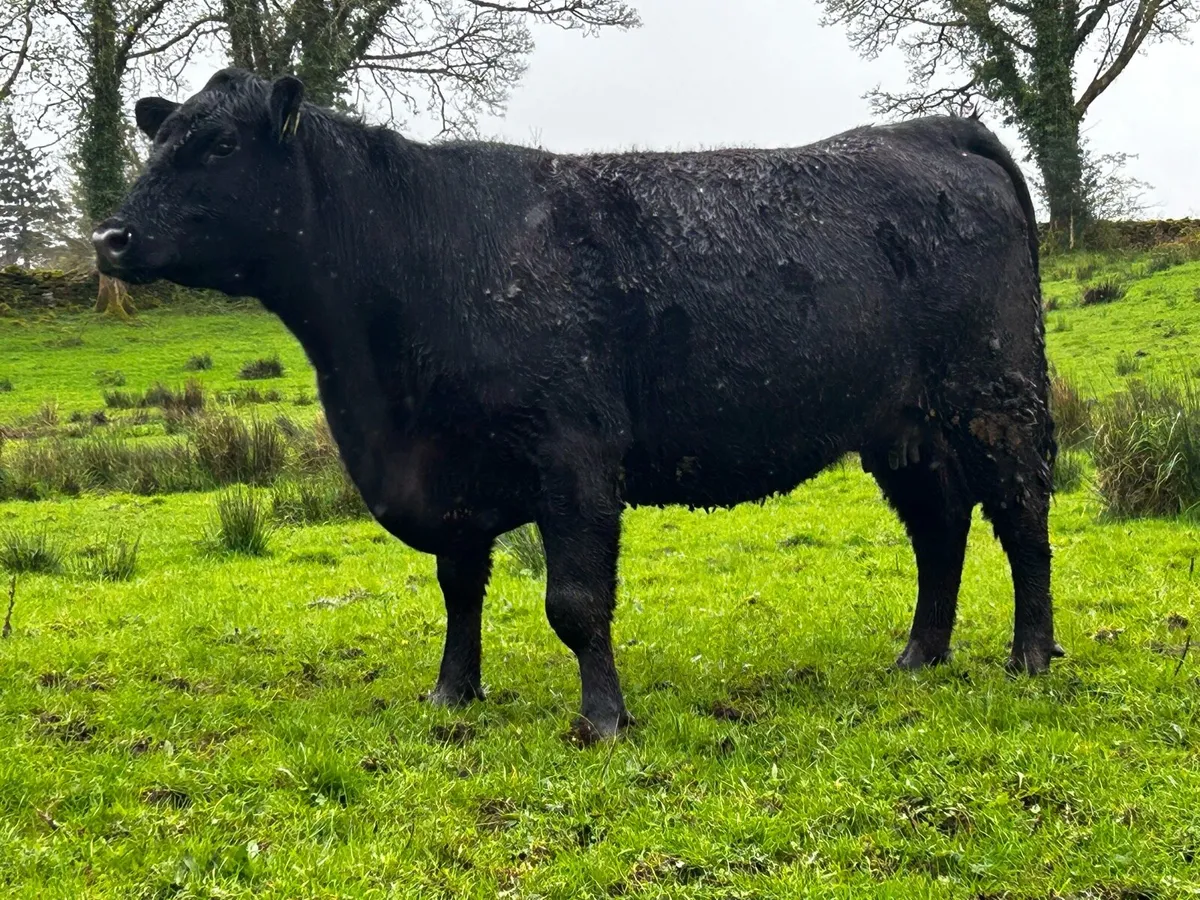 4 Star Pedigree Angus In-Calf Heifer - Image 1