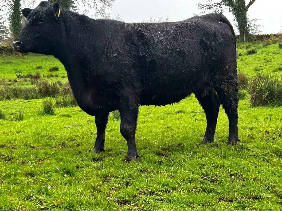 4 Star Pedigree Angus In-Calf Heifer - Image 2