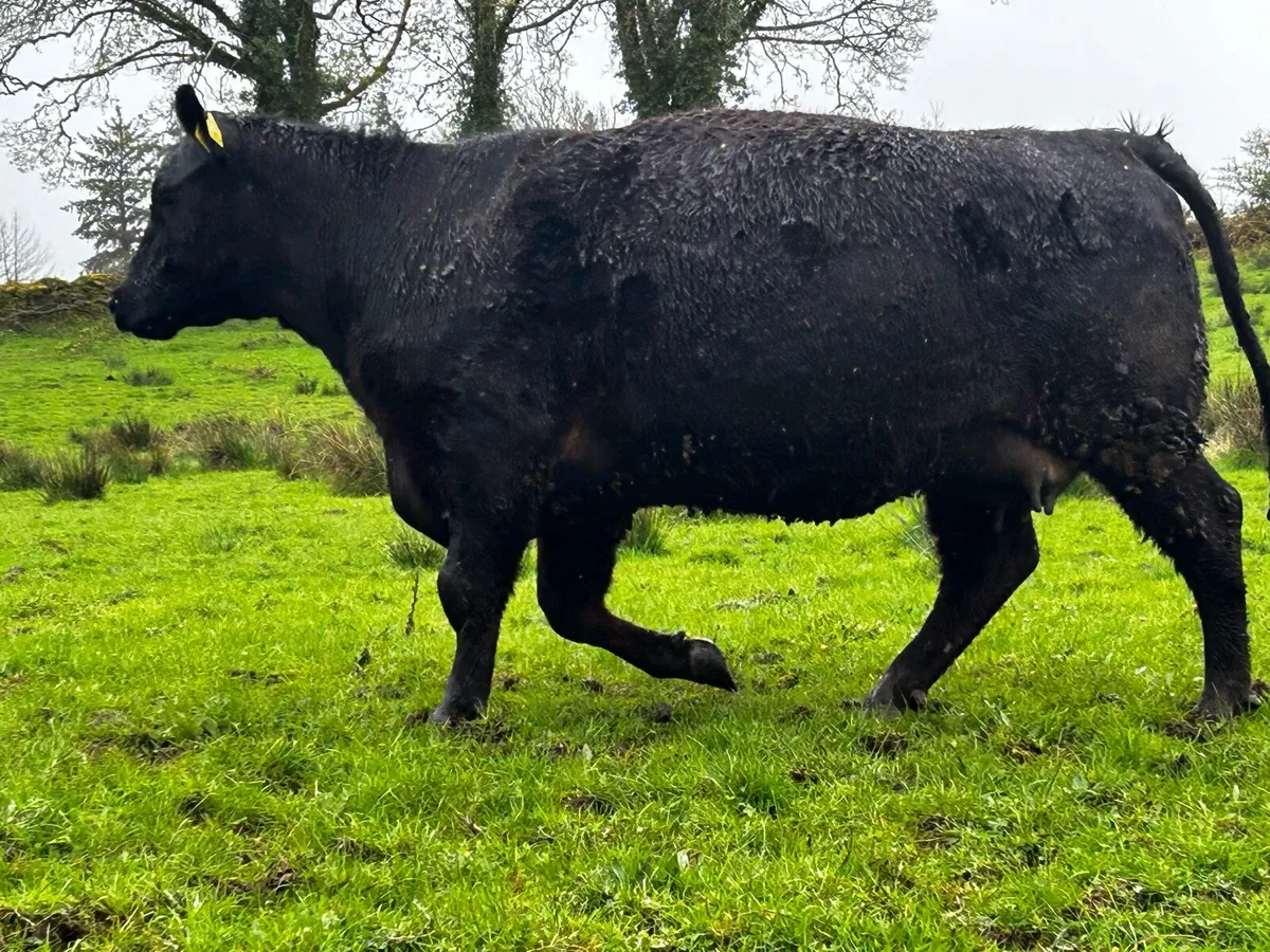 4 Star Pedigree Angus In-Calf Heifer - Image 4