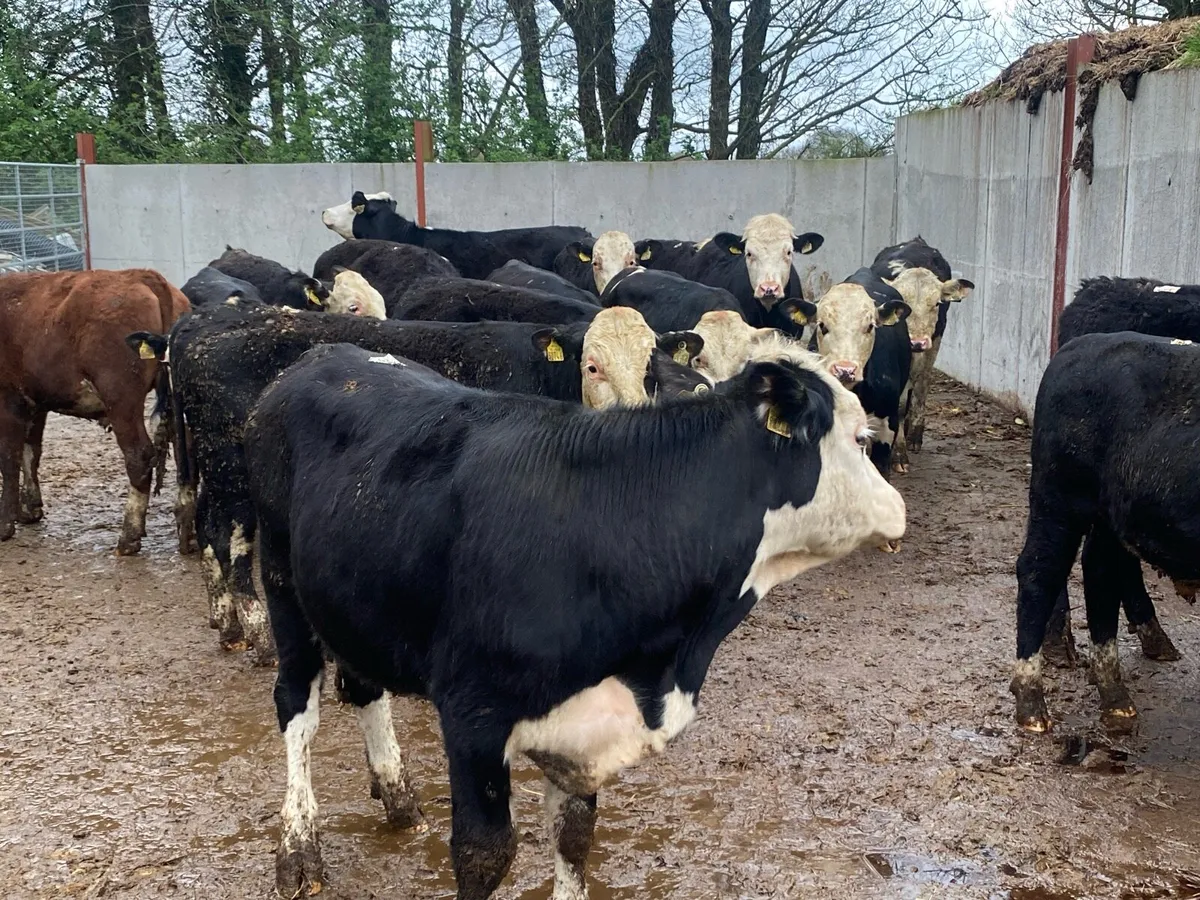 22 Whitehead Bullocks @ Lissava Livestock - Image 2