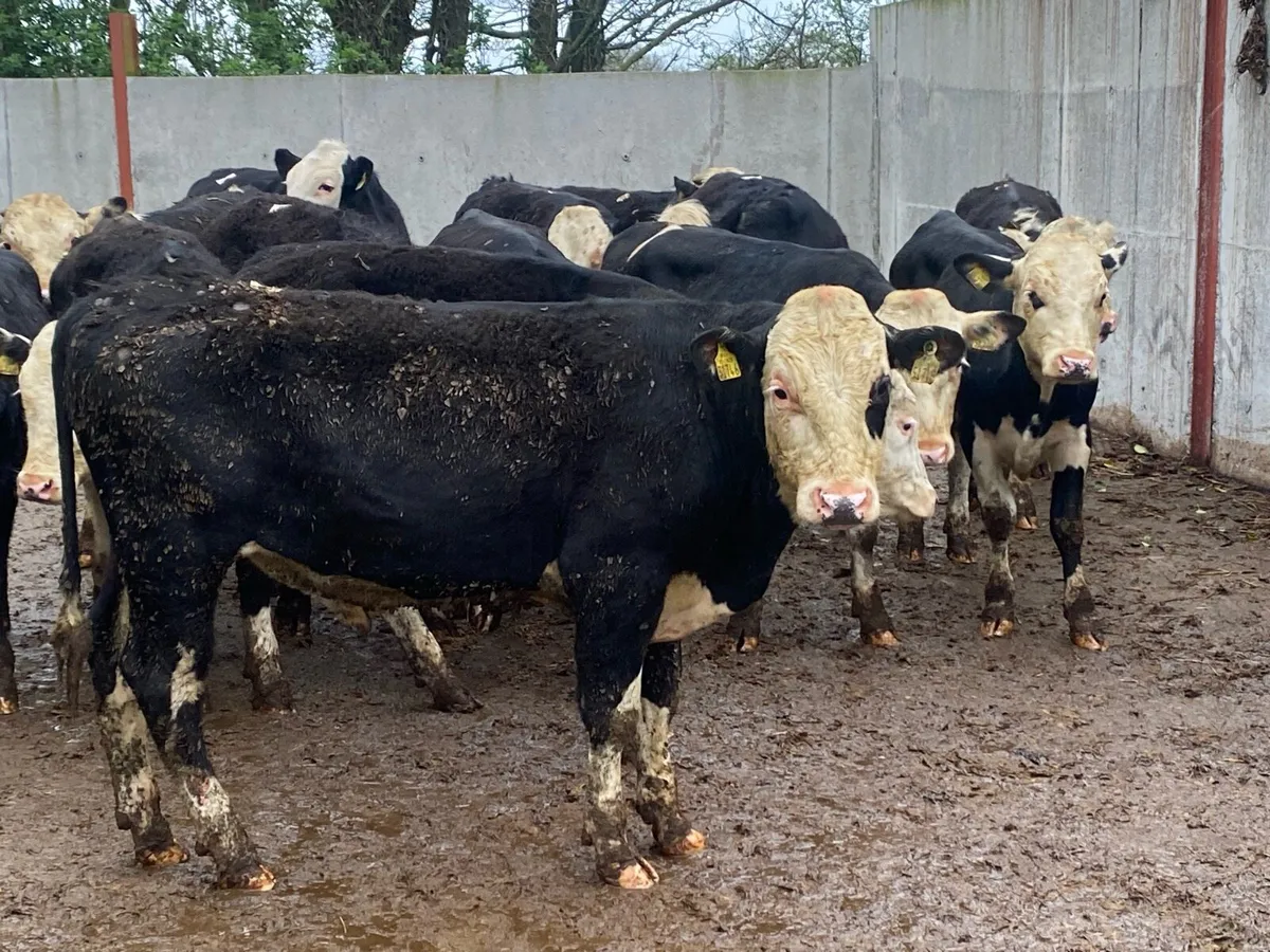 22 Whitehead Bullocks @ Lissava Livestock - Image 3