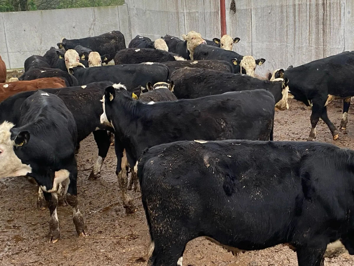 22 Whitehead Bullocks @ Lissava Livestock - Image 4