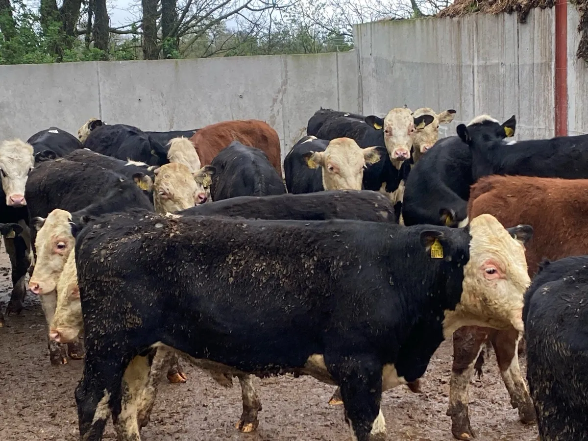 22 Whitehead Bullocks @ Lissava Livestock - Image 1