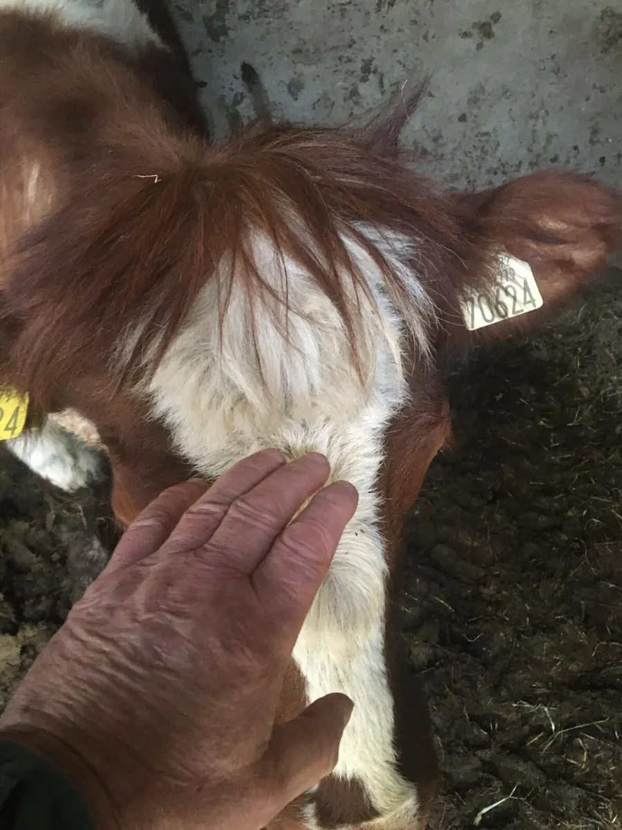 2 incalf shorthorn heifers - Image 1