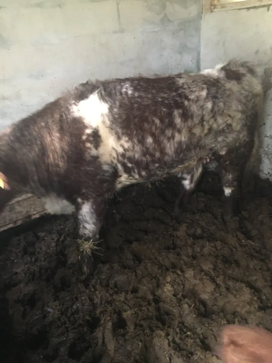 2 incalf shorthorn heifers - Image 2