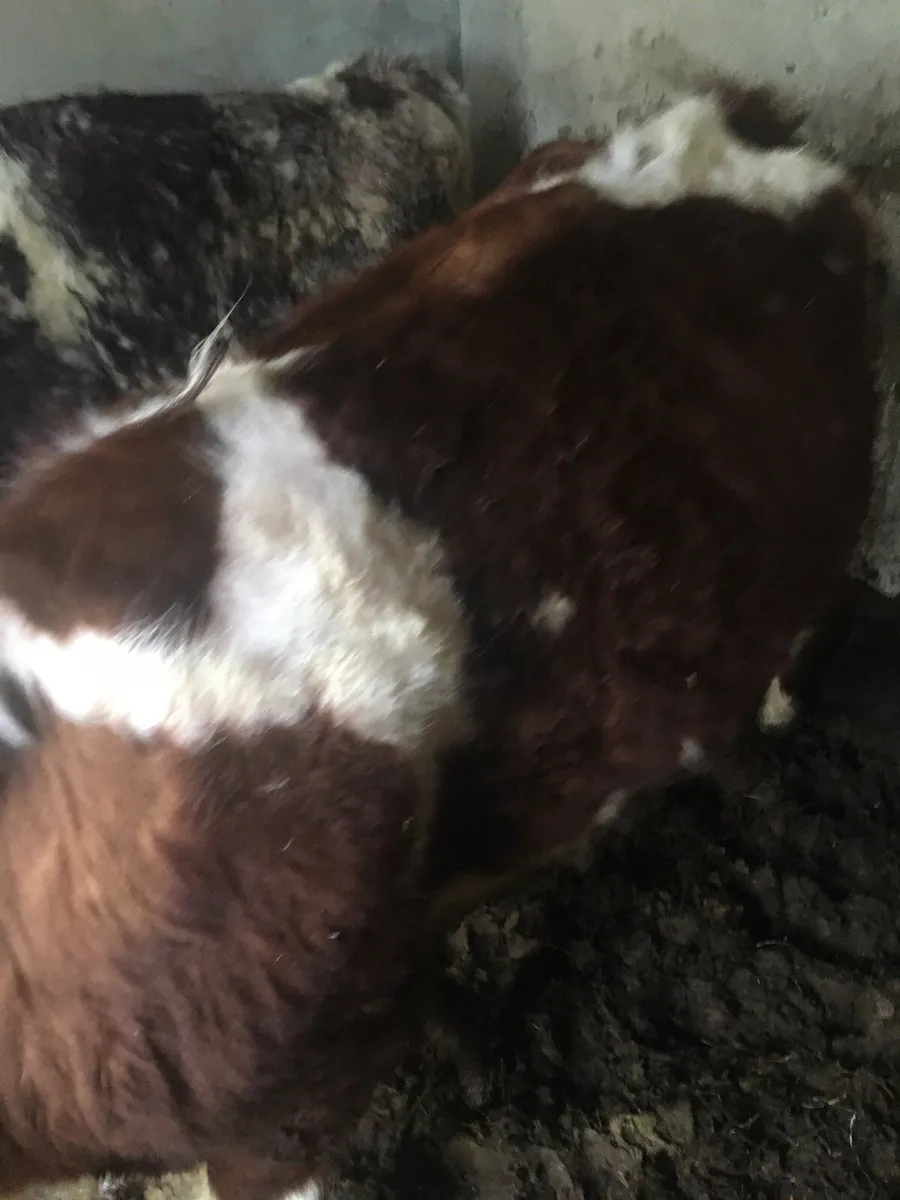 2 incalf shorthorn heifers - Image 3